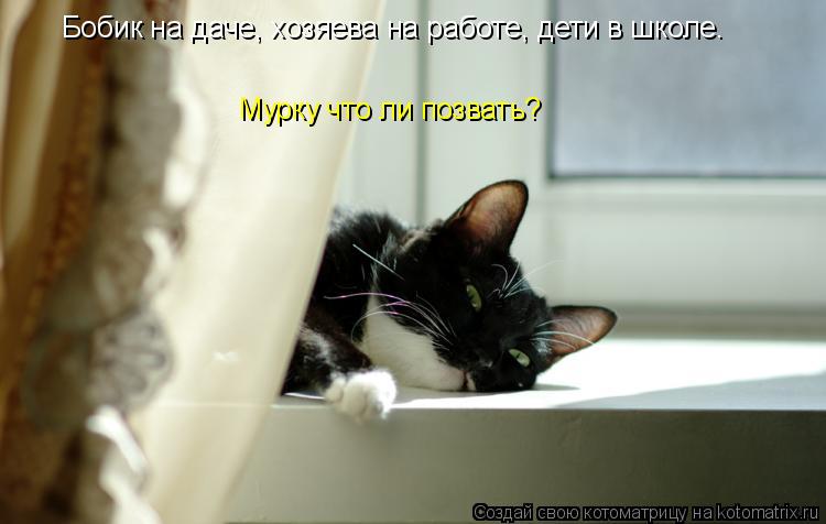 Бобик на даче, хозяева на работе, дети в школе. Мурку что ли позвать?... Котоматрица: Бобик на даче, хозяева на работе, дети в школе. Мурку что ли позвать?