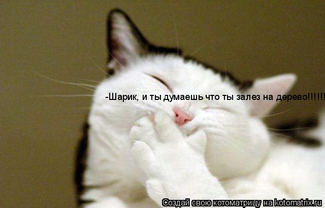 -Шарик, и ты думаешь что ты залез на дерево!!!!!!... Котоматрица: -Шарик, и ты думаешь что ты залез на дерево!!!!!!