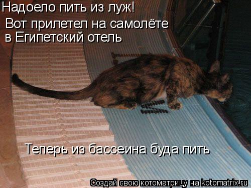 Надоело пить из луж! Вот прилетел на самолёте в Египетский отель Теперь из бассеина буда пить... Котоматрица: Надоело пить из луж! Вот прилетел на самолёте в Египетский отель Теперь из бассеина буда пить