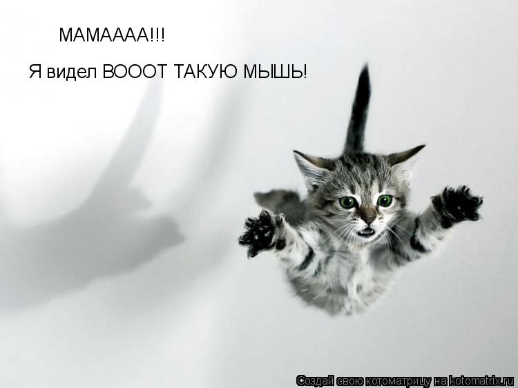 МАМАААА!!! Я видел ВОООТ ТАКУЮ МЫШЬ!... Котоматрица: МАМАААА!!! Я видел ВОООТ ТАКУЮ МЫШЬ!