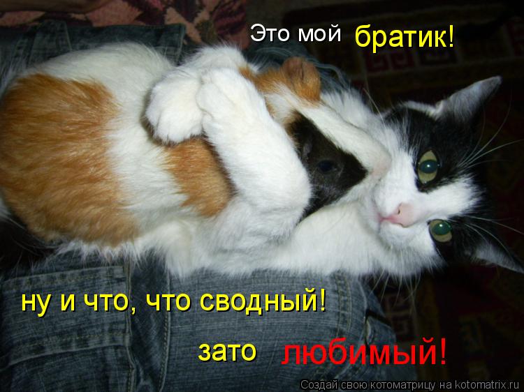 Это мой братик! ну и что, что сводный! зато любимый!... Котоматрица: Это мой братик! ну и что, что сводный! зато любимый!