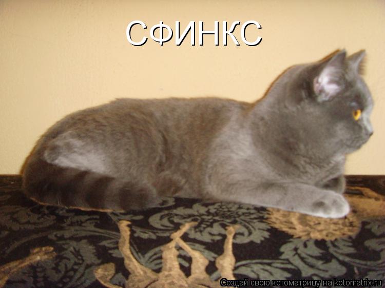 СФИНКС... Котоматрица: СФИНКС