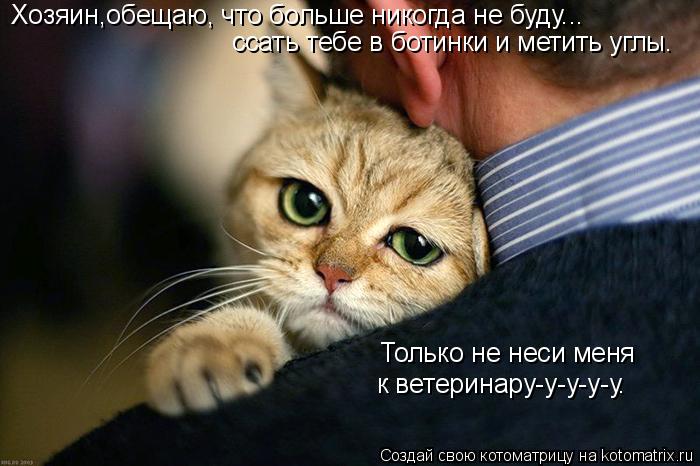 Хозяин,обещаю, что больше никогда не буду... ссать тебе в ботинки и метить углы. Только не неси меня ... Котоматрица: Хозяин,обещаю, что больше никогда не буду... ссать тебе в ботинки и метить углы. Только не неси меня к ветеринару-у-у-у-у.
