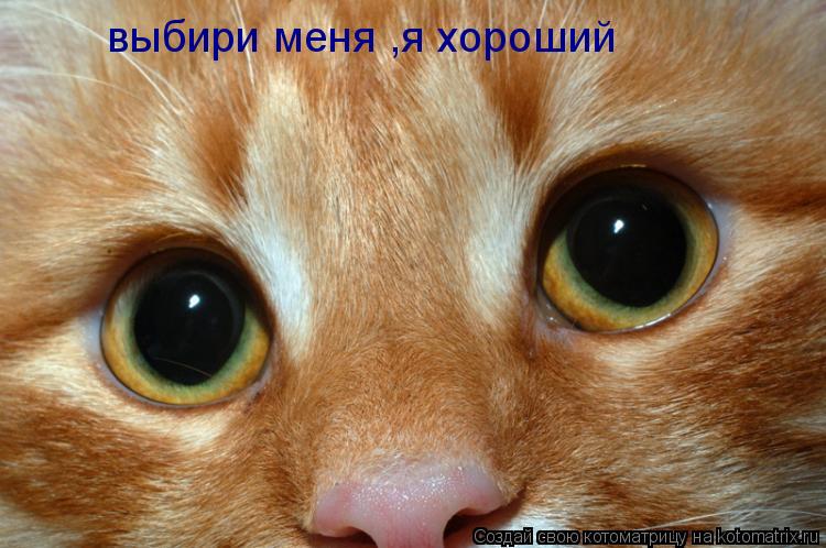 выбири меня ,я хороший... Котоматрица: выбири меня ,я хороший