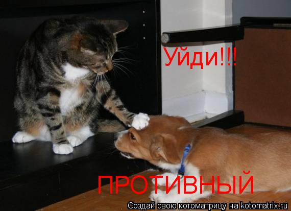 Уйди!!! ПРОТИВНЫЙ... Котоматрица: Уйди!!! ПРОТИВНЫЙ