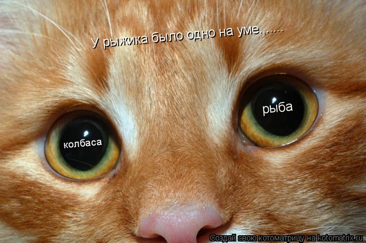 У рыжика было одно на уме.,..... рыба колбаса... Котоматрица: У рыжика было одно на уме.,..... рыба колбаса