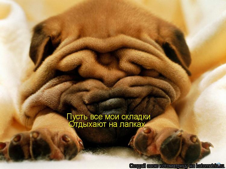 Пусть все мои складки Отдыхают на лапках... Котоматрица: Пусть все мои складки Отдыхают на лапках