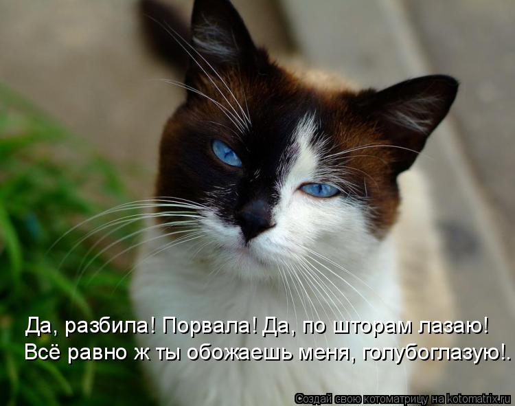 Котоматрица: Да, разбила! Порвала! Да, по шторам лазаю! Всё равно ж ты обожаешь меня, голубоглазую!.