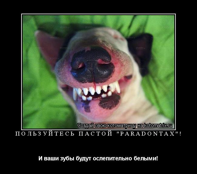 Пользуйтесь пастой "Paradontax"! И ваши зубы будут ослепительно белыми!... Котоматрица: Пользуйтесь пастой "Paradontax"! И ваши зубы будут ослепительно белыми!