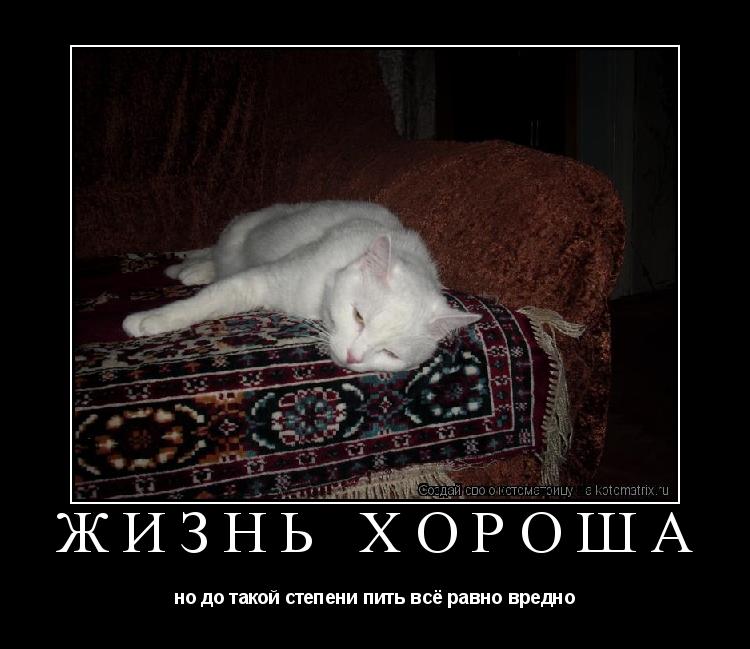 Котоматрица: жизнь хороша но до такой степени пить всё равно вредно