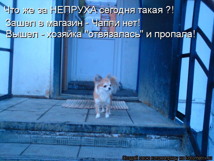Что же за НЕПРУХА сегодня такая ?! Зашел в магазин - Чаппи нет! Вышел - хозяйка "отвязалась" и пропал... Котоматрица: Что же за НЕПРУХА сегодня такая ?! Зашел в магазин - Чаппи нет! Вышел - хозяйка "отвязалась" и пропала!