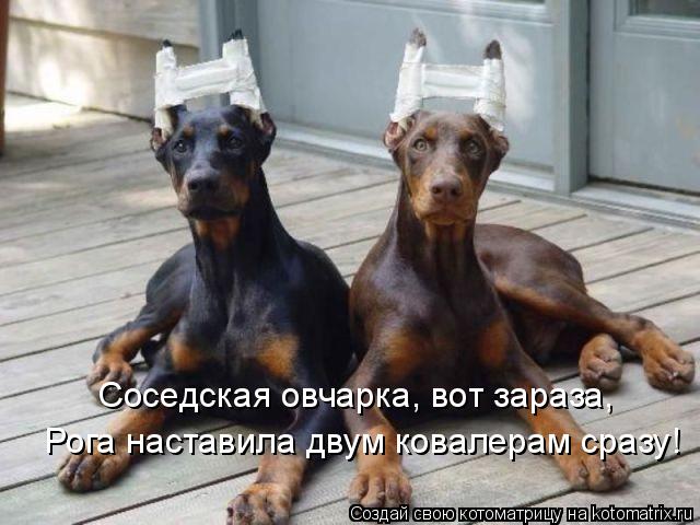 Соседская овчарка, вот зараза, Рога наставила двум ковалерам сразу!... Котоматрица: Соседская овчарка, вот зараза, Рога наставила двум ковалерам сразу!