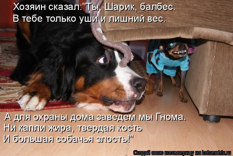 Котоматрица: Хозяин сказал:"Ты, Шарик, балбес. В тебе только уши и лишний вес. А для охраны дома заведем мы Гнома. Ни капли жира, твердая кость  И большая со