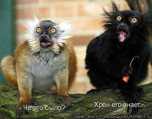 - Че это было? - Хрен его знает...... Котоматрица: - Че это было? - Хрен его знает...