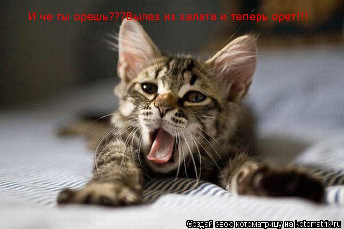 Котоматрица: И че ты орешь???Вылез из халата и теперь орет!!!