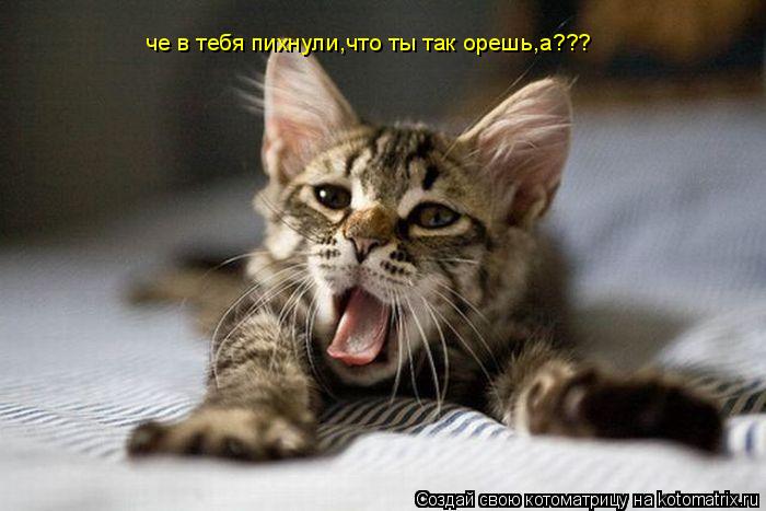 Котоматрица: че в тебя пихнули,что ты так орешь,а???