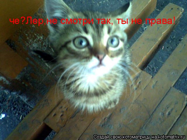 Котоматрица: че?Лер,не смотри так, ты не права!