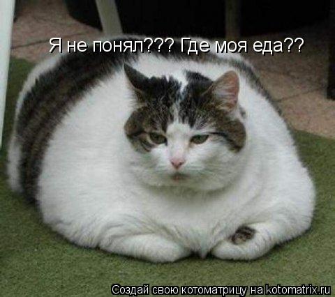 Котоматрица: Я не понял??? Где моя еда??