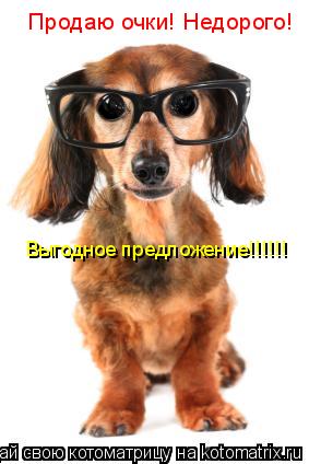 Котоматрица: Продаю очки! Недорого! Выгодное предложение!!!!!!