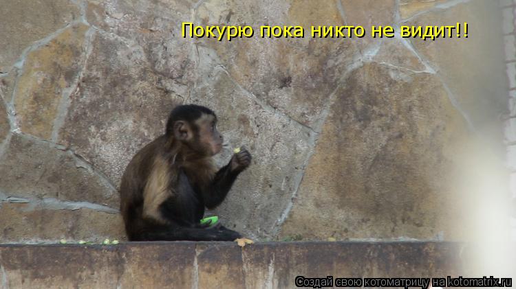 Котоматрица: Покурю пока никто не видит!!