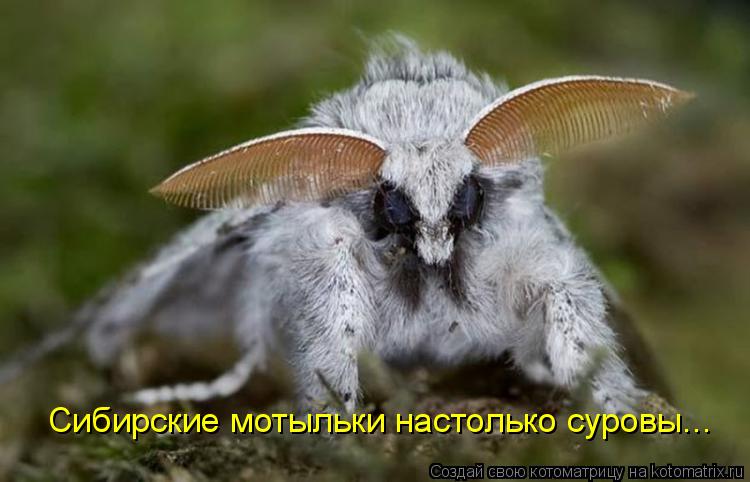 Котоматрица: Сибирские мотыльки настолько суровы...