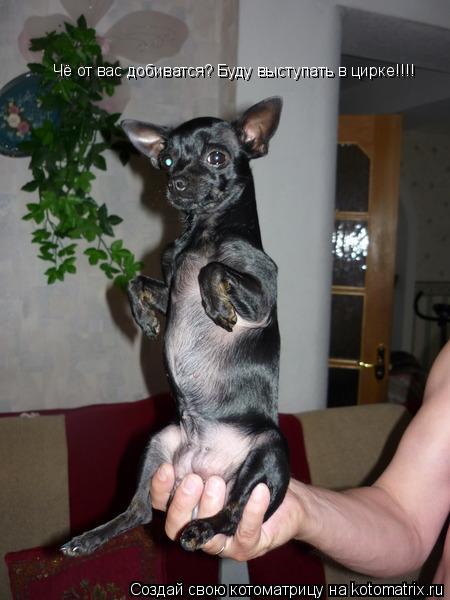 Котоматрица: Чё от вас добиватся? Буду выступать в цирке!!!!