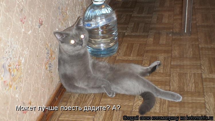 Может лучше поесть дадите? А?... Котоматрица: Может лучше поесть дадите? А?