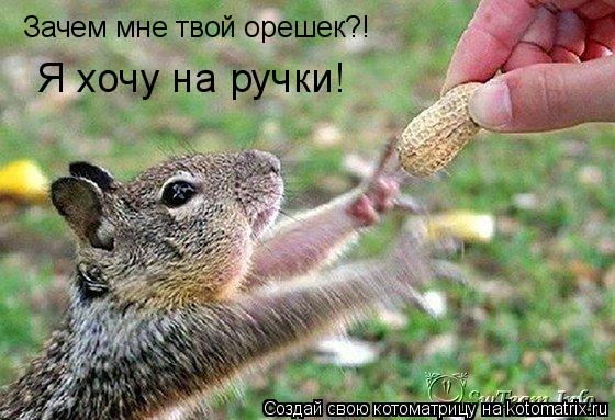 Зачем мне твой орешек?! Я хочу на ручки!... Котоматрица: Зачем мне твой орешек?! Я хочу на ручки!