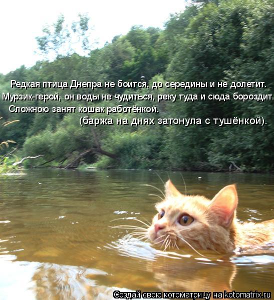 Редкая птица Днепра не боится, до середины и не долетит. Мурзик-герой, он воды не чудиться, реку туда... Котоматрица: Редкая птица Днепра не боится, до середины и не долетит. Мурзик-герой, он воды не чудиться, реку туда и сюда бороздит. Сложною занят кошак раб