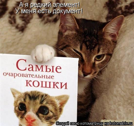 А я редкий элемент! У меня есть документ!... Котоматрица: А я редкий элемент! У меня есть документ!