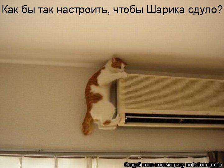 Как бы так настроить, чтобы Шарика сдуло?... Котоматрица: Как бы так настроить, чтобы Шарика сдуло?