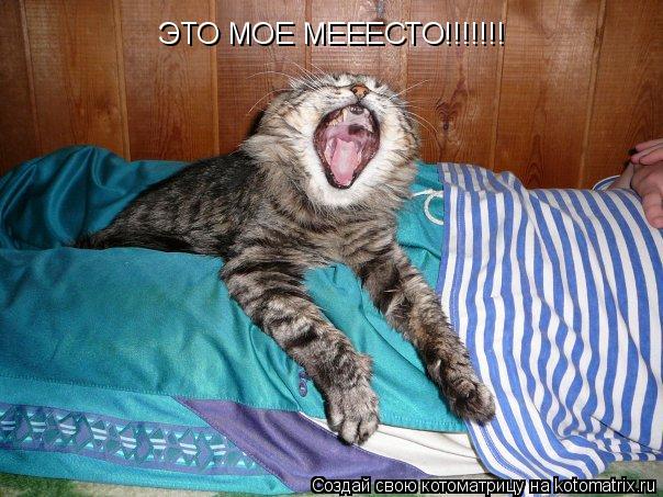 ЭТО МОЕ МЕЕЕСТО!!!!!!!... Котоматрица: ЭТО МОЕ МЕЕЕСТО!!!!!!!