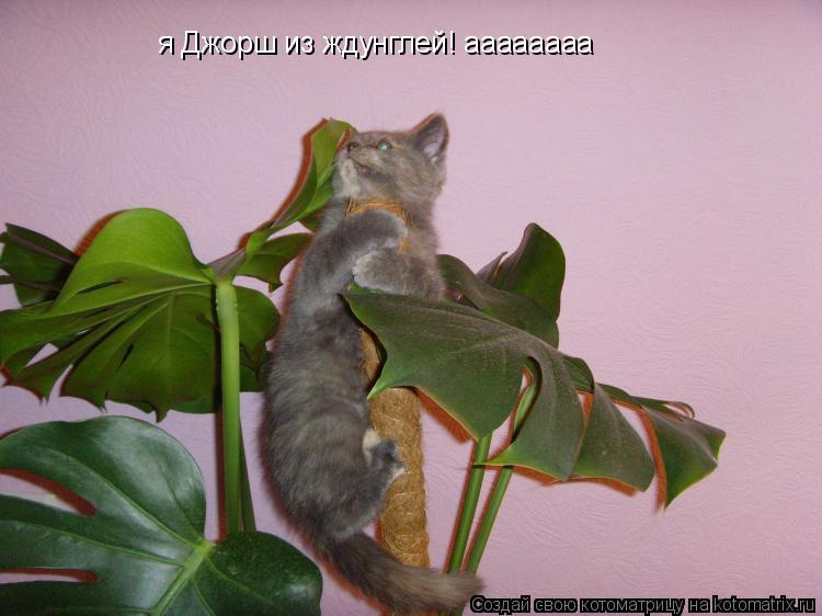 я Джорш из ждунглей! аааааааа... Котоматрица: я Джорш из ждунглей! аааааааа