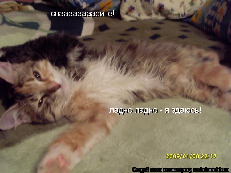 спаааааааасите! ладно ладно - я здаюсь!... Котоматрица: спаааааааасите! ладно ладно - я здаюсь!