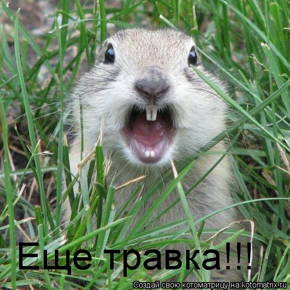 Еще травка!!!... Котоматрица: Еще травка!!!