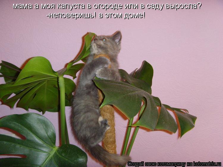 мама а моя капуста в огороде или в саду выросла? -неповеришь! в этом доме!... Котоматрица: мама а моя капуста в огороде или в саду выросла? -неповеришь! в этом доме!