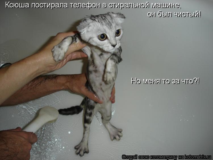 Ксюша постирала телефон в стиральной машине, он был чистый! Но меня то за что?!... Котоматрица: Ксюша постирала телефон в стиральной машине, он был чистый! Но меня то за что?!