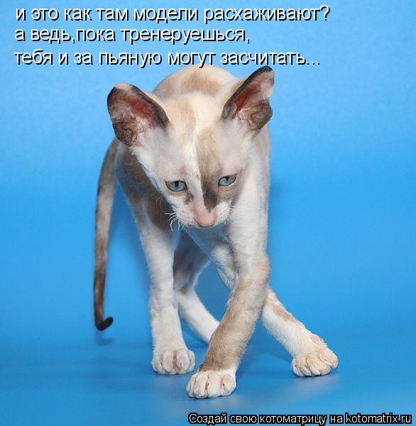 и это как там модели расхаживают? а ведь,пока тренеруешься, тебя и за пьяную могут засчитать...... Котоматрица: и это как там модели расхаживают? а ведь,пока тренеруешься, тебя и за пьяную могут засчитать...