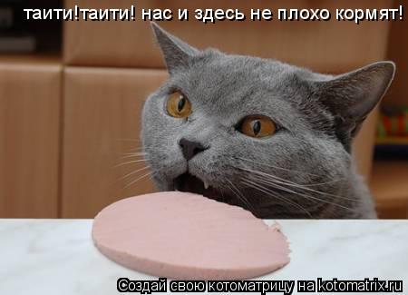 таити!таити! нас и здесь не плохо кормят!... Котоматрица: таити!таити! нас и здесь не плохо кормят!