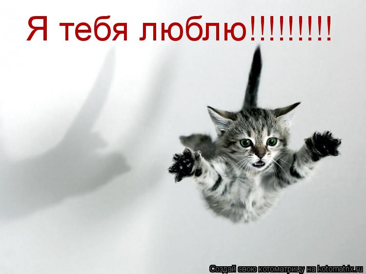 Я тебя люблю!!!!!!!!!... Котоматрица: Я тебя люблю!!!!!!!!!