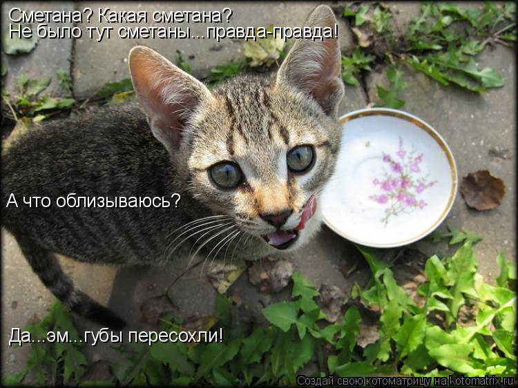 Сметана? Какая сметана? Не было тут сметаны...правда-правда! А что облизываюсь? Да...эм...губы пересо... Котоматрица: Сметана? Какая сметана? Не было тут сметаны...правда-правда! А что облизываюсь? Да...эм...губы пересохли!