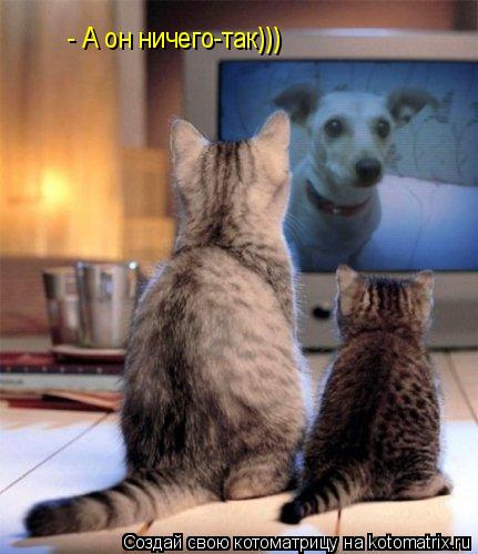 - А он ничего-так)))... Котоматрица: - А он ничего-так)))