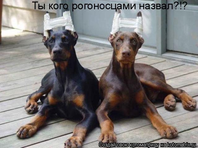 Ты кого рогоносцами назвал?!?... Котоматрица: Ты кого рогоносцами назвал?!?