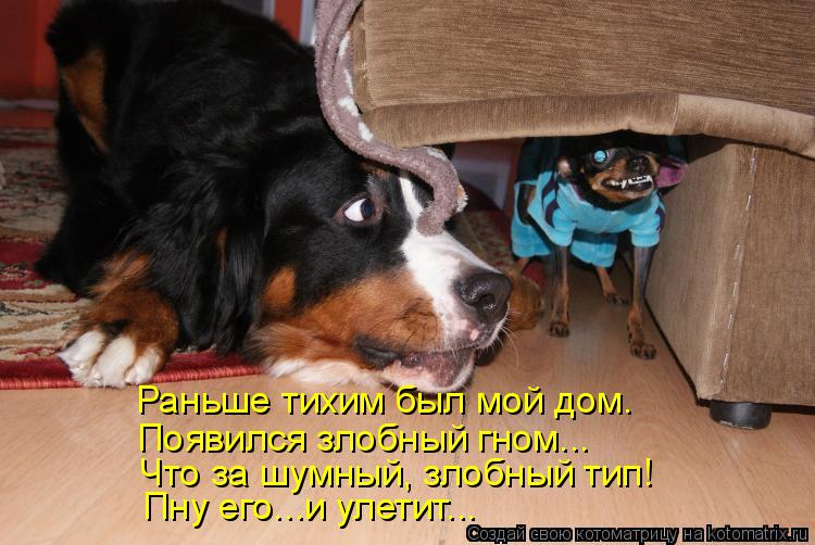 Котоматрица: Раньше тихим был мой дом.  Появился злобный гном...  Что за шумный, злобный тип!  Пну его...и улетит...