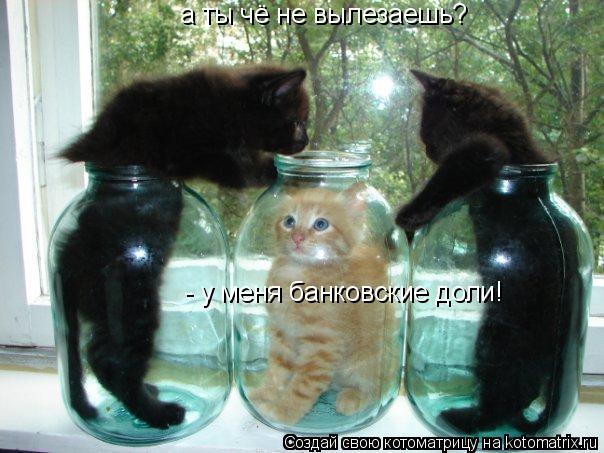 а ты чё не вылезаешь? - у меня банковские доли!... Котоматрица: а ты чё не вылезаешь? - у меня банковские доли!