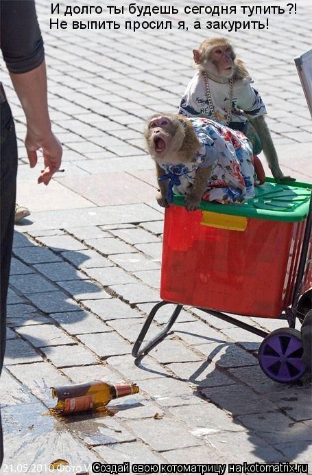 И долго ты будешь сегодня тупить?! Не выпить просил я, а закурить!... Котоматрица: И долго ты будешь сегодня тупить?! Не выпить просил я, а закурить!