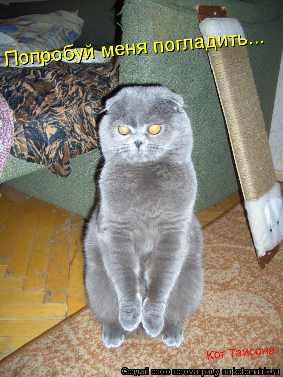 Попробуй меня погладить... Кот Тайсона... Котоматрица: Попробуй меня погладить... Кот Тайсона