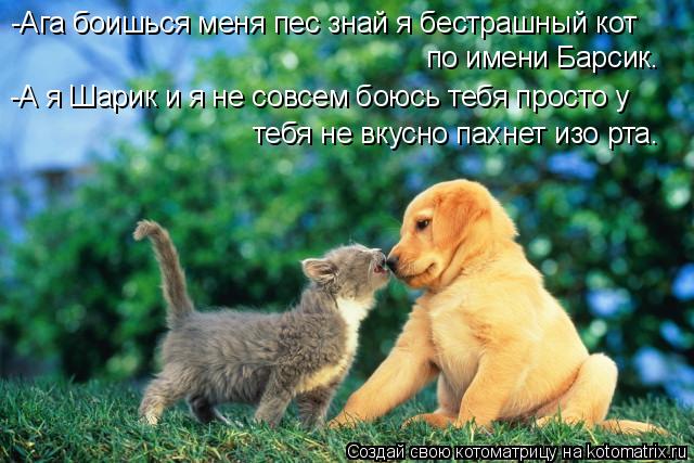 -Ага боишься меня пес знай я бестрашный кот по имени Барсик. -А я Шарик и я не совсем боюсь тебя прос... Котоматрица: -Ага боишься меня пес знай я бестрашный кот по имени Барсик. -А я Шарик и я не совсем боюсь тебя просто у тебя не вкусно пахнет изо рта.