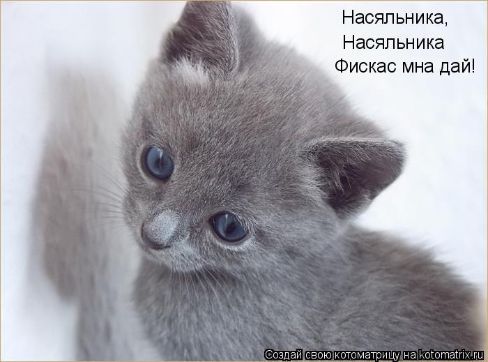 Насяльника, Насяльника Фискас мна дай!... Котоматрица: Насяльника, Насяльника Фискас мна дай!