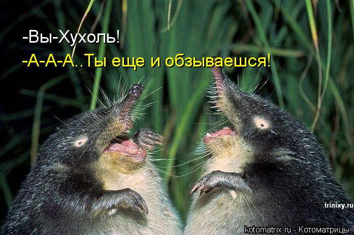 -Вы-Хухоль! -А-А-А..Ты еще и обзываешся!... Котоматрица: -Вы-Хухоль! -А-А-А..Ты еще и обзываешся!